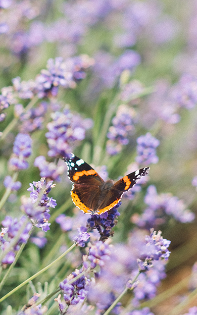 butterfly landed on lavender